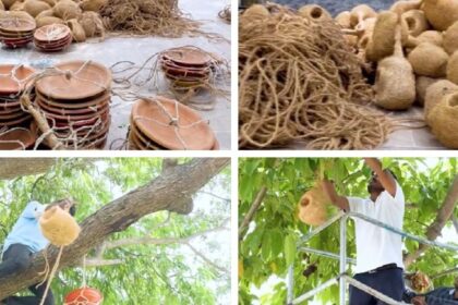 Bhubaneswar bird conservation project with artificial bird nests and water pots on trees made from recycled coconut coir