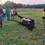 Pregnant Jersey Cow Electrocuted after snapped 11kV electric wire in Brahmabarada village