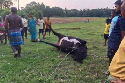 Pregnant Jersey Cow Electrocuted after snapped 11kV electric wire in Brahmabarada village