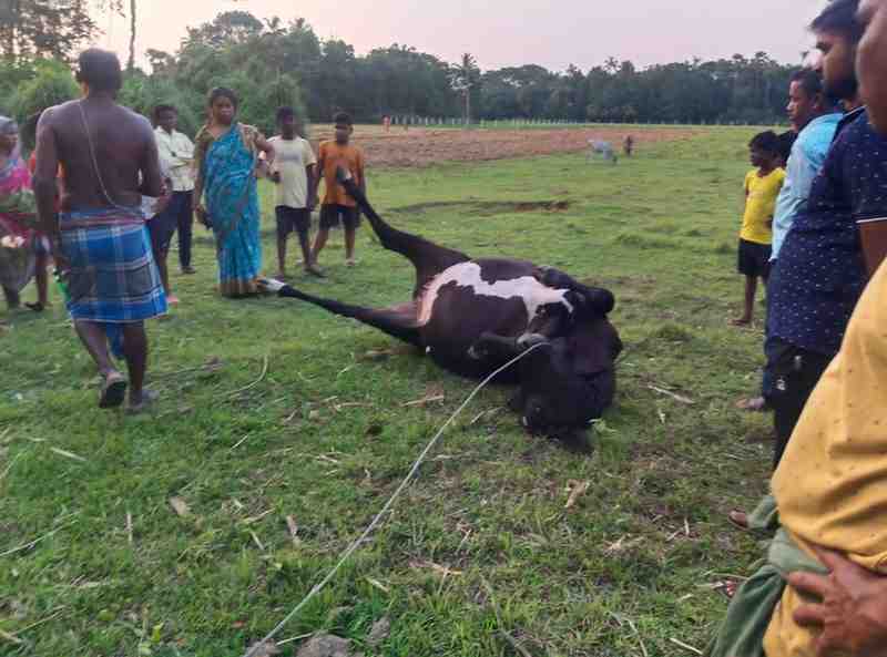 Pregnant Jersey Cow Electrocuted after snapped 11kV electric wire in Brahmabarada village